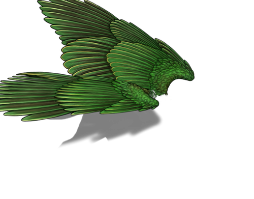 fruitdove f adol.png