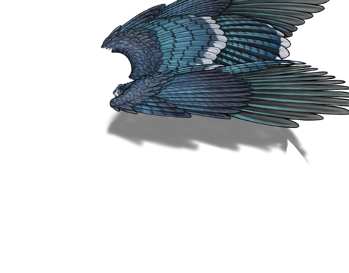 bluejay f adult.png
