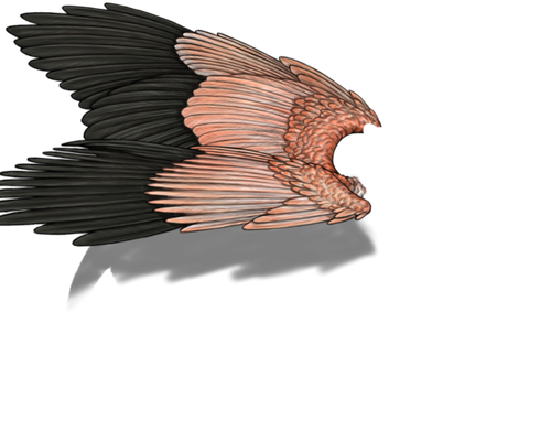 flamingo f adult.png