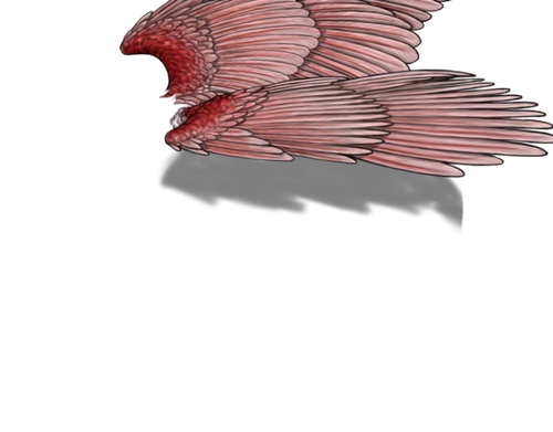 spoonbil m adult.png