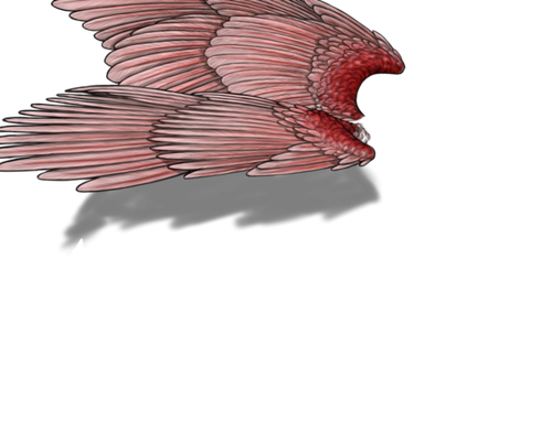 spoonbil f adult.png