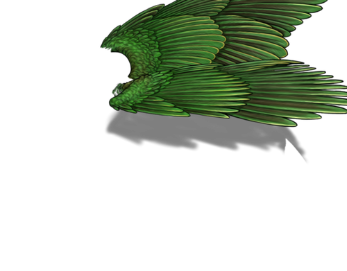 fruitdove m adult.png