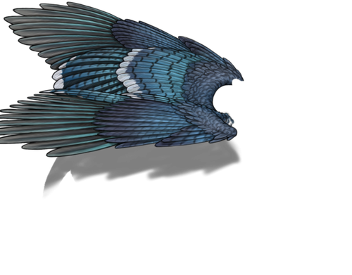 bluejay f adult.png