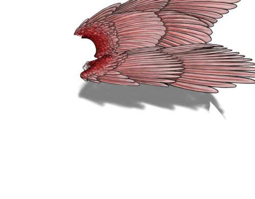 spoonbill m adult.png