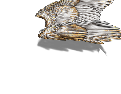 white gold m adult.png