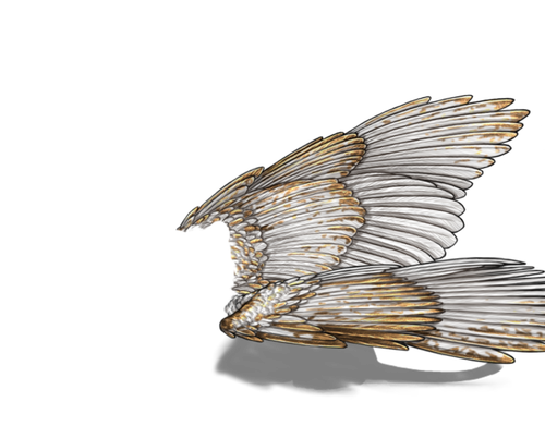 white gold m adol.png