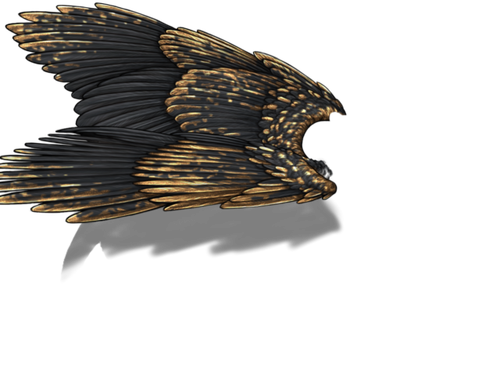 black gold f adult.png