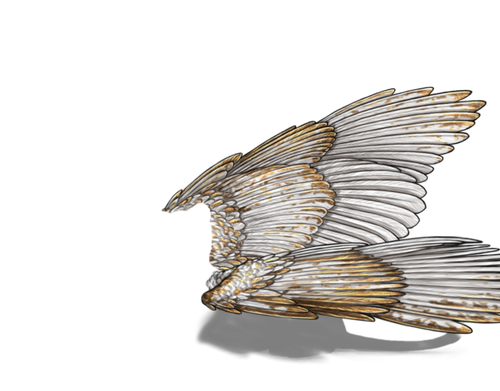 white gold f adol.png