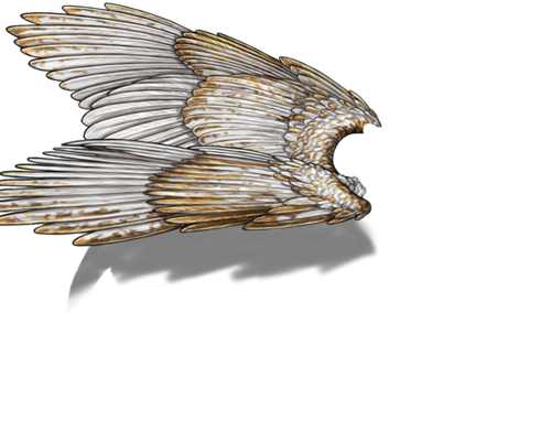 white gold f adult.png