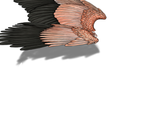 flamingo f adult.png