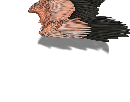 flamingo m adult.png