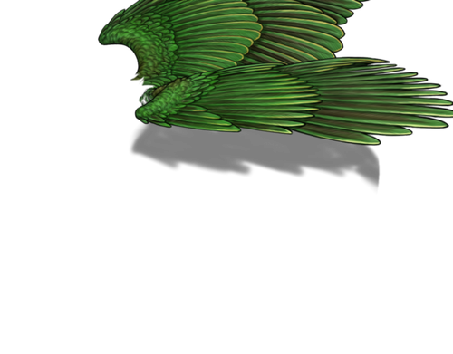 fruitdove m adult.png