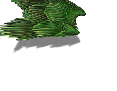 fruitdove f adult.png