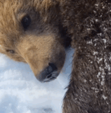 ezgif.com resize (6).gif