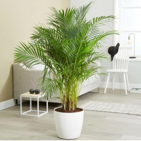 yes perennial no live areca palm.jpg