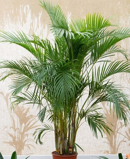 yes perennial yes areca plant 1.jpg