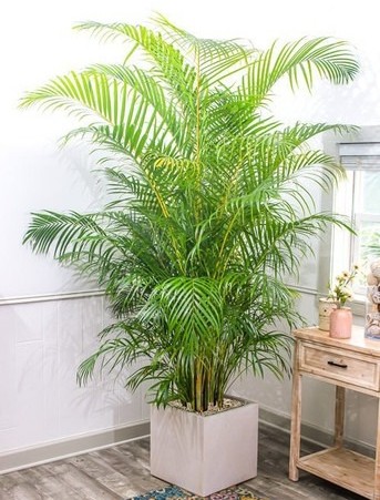 perennial yes no areca 1 plastic.jpg