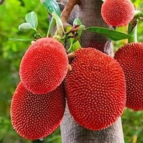 online plant bazar pink jackfrui.jpg