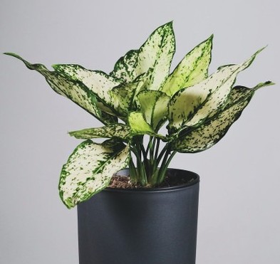 perennial no yes snow white agla.jpg