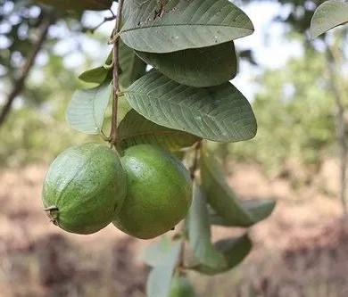 thai 7 guava plant 500x500.jpg