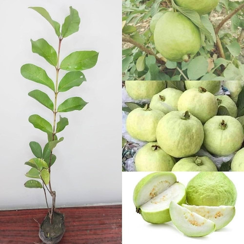 puspita nursery thai 7 guava pla.jpg