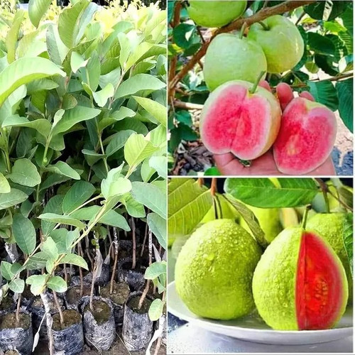 Thai Pink Guava Plant 1699529701.jpg
