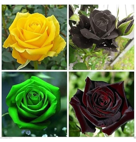 61XLWOPilSL. SL1129 .jpg