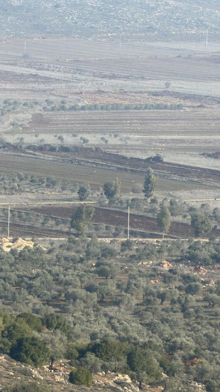 مستوطنون يقتلعون مئات أشتال وأشجار الزيتون في سهل ترمسعيا شمال رام الله....