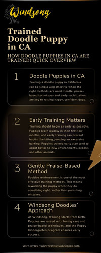 How Doodle Puppies in CA are Trained! Quick Overview.jpg