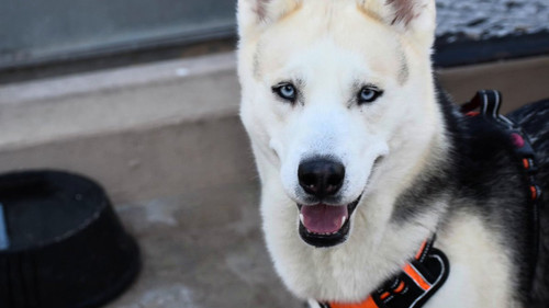 RymJr XRJ8vMDT13.jpg