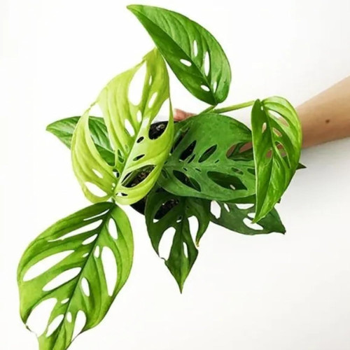 61YbJ+e h4L. SL1500 .jpg