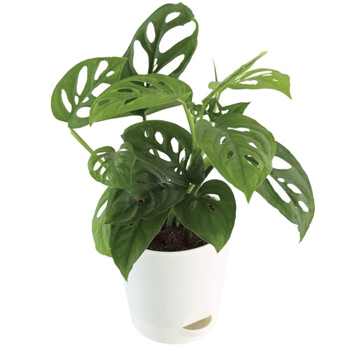 61A4 X+AR7L. SL1500 .jpg