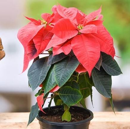 nurserylive poinsettia christmas.jpg