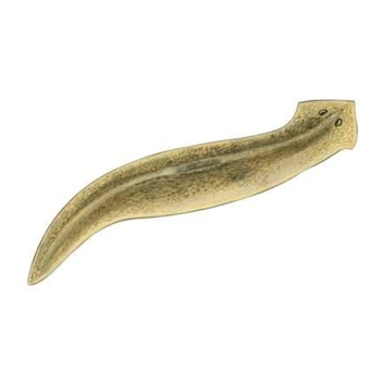 planaria.png