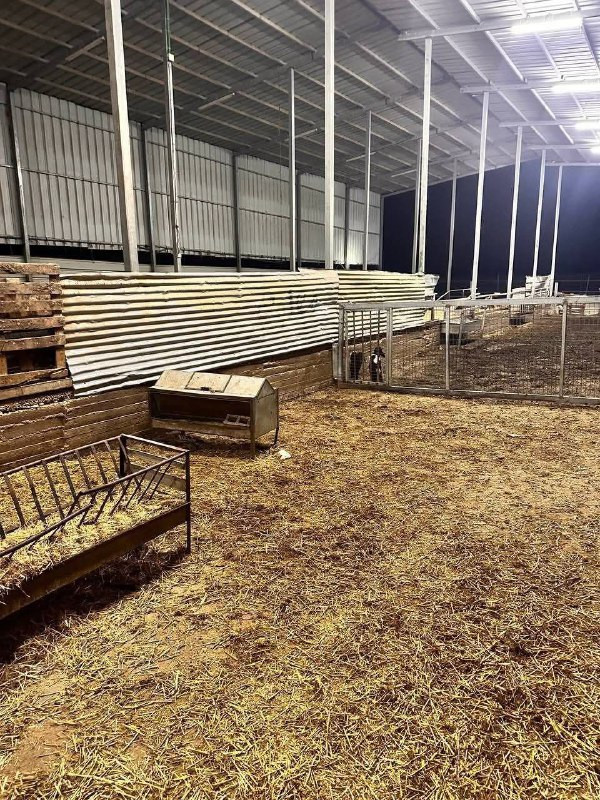 هاجمت مليشيات المستوطنين مزرعة أغنام في بلدة دير دبوان شمال شرق رام الله، وسرقت حوالي 150 رأس غنم، واعتدت بشكل عنيف على الأهالي في المنطقة....