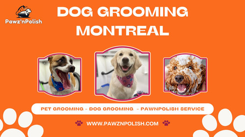 Dog Grooming Montreal.jpg