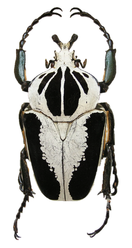 Royal goliath beetle