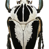 Royal goliath beetle