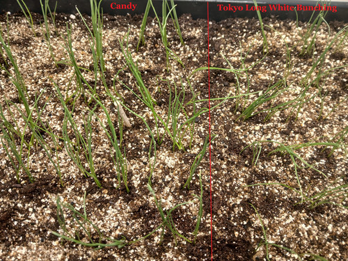 ONION SEEDS GERMINATING 10edit.jpg