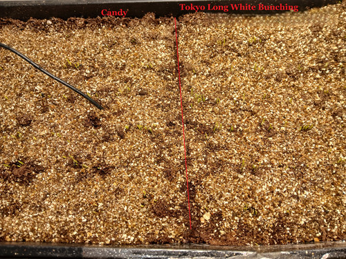 ONION SEEDS GERMINATING 2edit.jpg