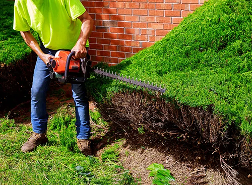 Tree Service Miami - Miamitreecrew.com.png