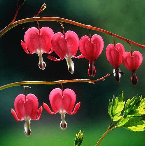 bleeding heart flowers jeff meul.jpg