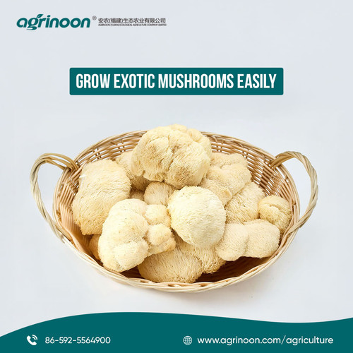 Ever dreamed of cultivating rare mushrooms right at home?.jpg