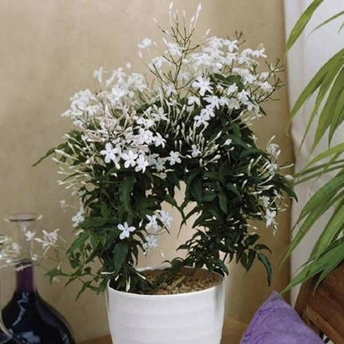 zomoloco night bloom jasmine pla.jpg