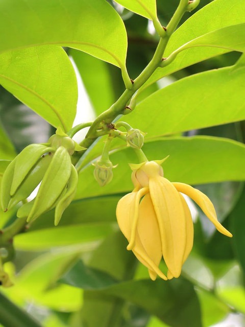 no perennial yes swarna champa m.jpg
