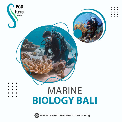 Marine biology bali.jpg