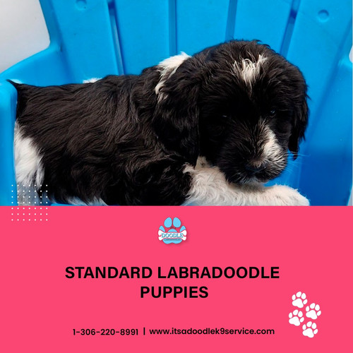 standard labradoodle puppies.jpg