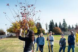 Tree Pruning in Sacramento.jpg