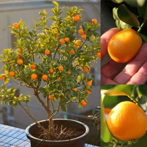 49 orange fruit hybrid seeds o88.jpg