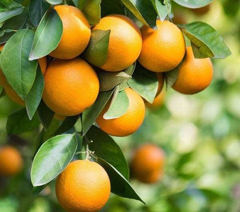 perennial no yes orange plant ka (1).jpg